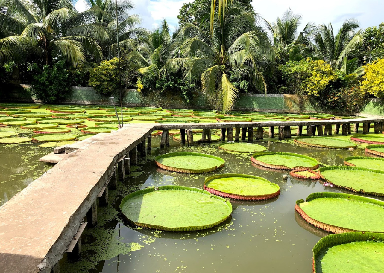 Du lịch miền Tây - Đồng Tháp - Làng Hoa Sa Đéc - Vườn Quýt Hồng Lai Vung - Chùa Lá Sen từ Sài Gòn