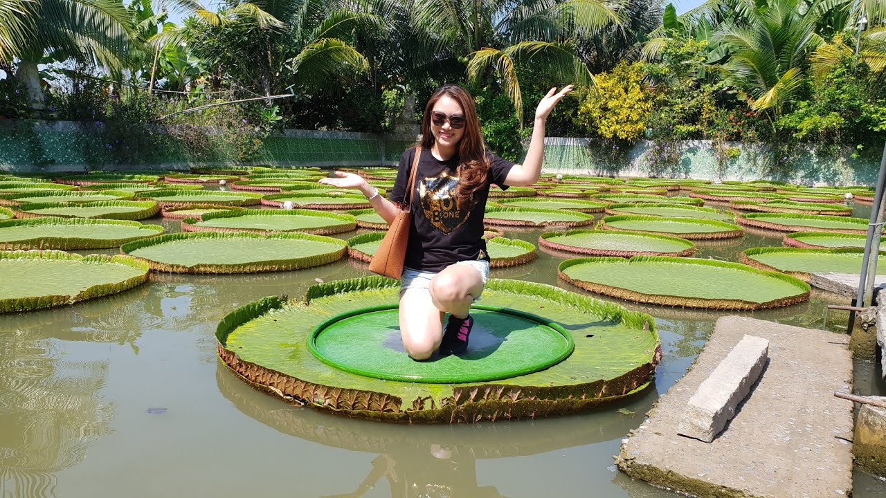 Du lịch miền Tây - Đồng Tháp - Làng Hoa Sa Đéc - Vườn Quýt Hồng Lai Vung - Chùa Lá Sen từ Sài Gòn