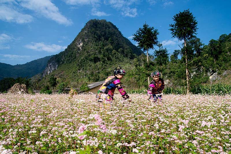 Du lịch Miền Bắc - Du lịch Đông Bắc - Hà Giang 5 ngày đẹp ngỡ ngàng mùa hoa tam giác mạch