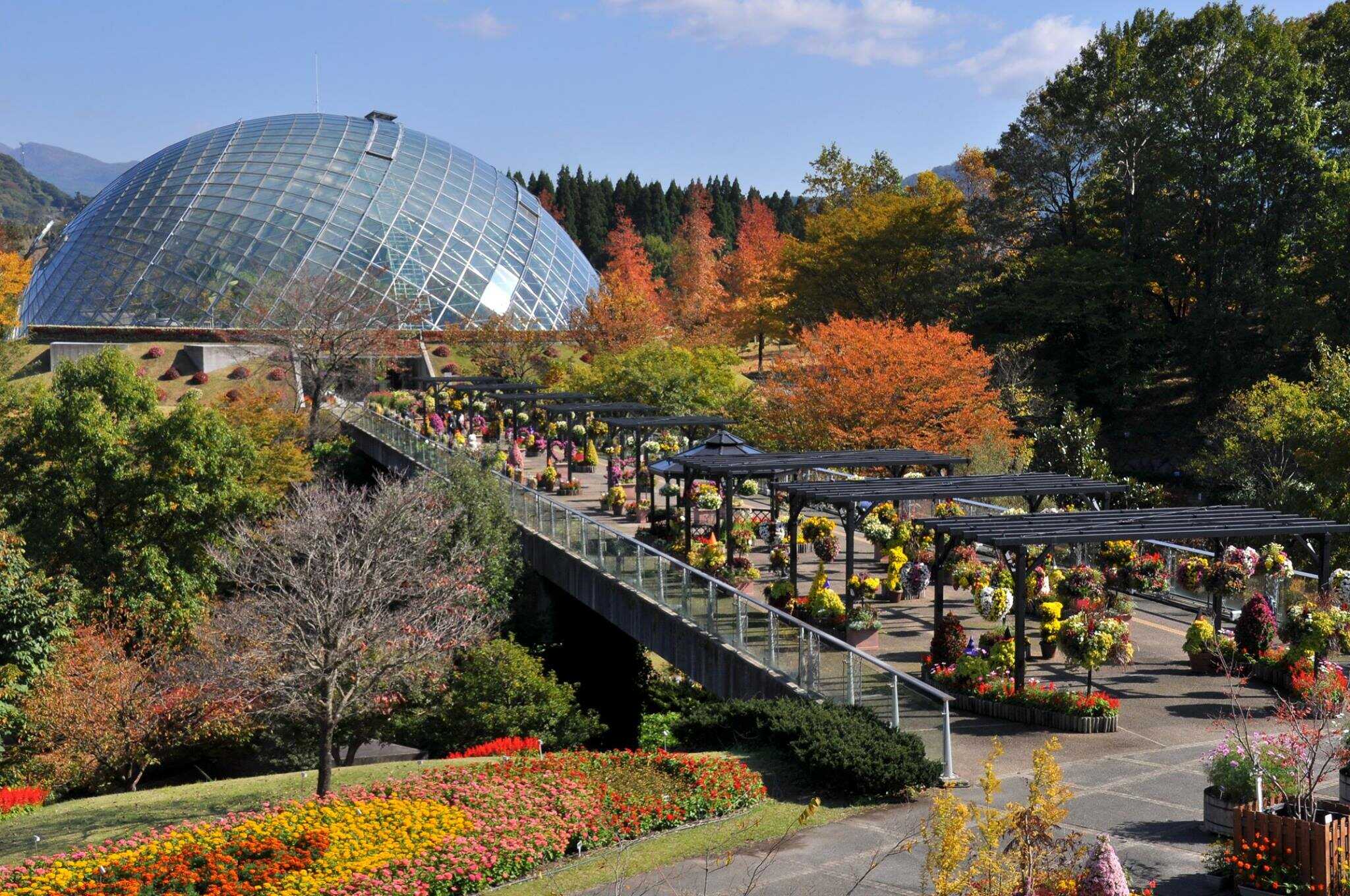Du lịch Nhật Bản - Tour ngắm cánh đồng hoa Cosmos dưới chân núi Phú Sĩ từ Sài Gòn