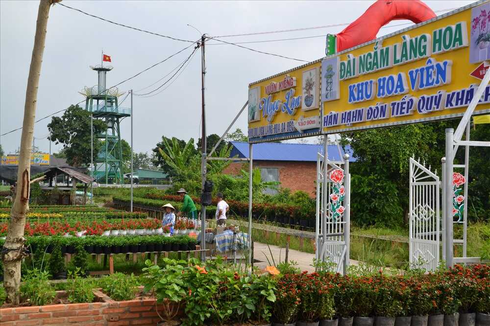 Du Lịch Đồng Tháp - Làng Hoa Sa Đéc - Vườn Quýt Hồng Lai Vung giá tốt