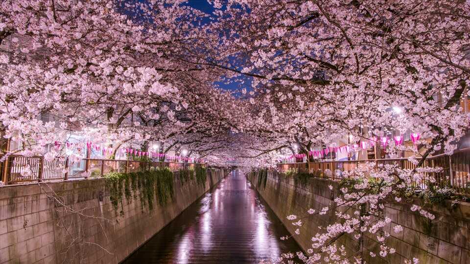 Du lịch Nhật Bản mùa hoa Anh Đào Nagaya - Osaka - Fuji - Tokyo từ Hà Nội giá tốt
