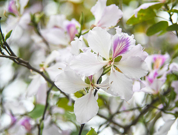 Tour Miền Bắc - Tây Bắc - Mai Châu - Mộc Châu - Ninh Bình ngắm hoa ban nở trắng rừng