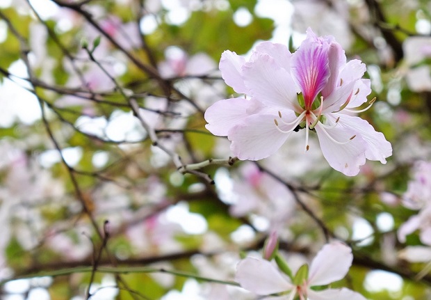 Tour Miền Bắc - Tây Bắc - Mai Châu - Mộc Châu - Ninh Bình ngắm hoa ban nở trắng rừng