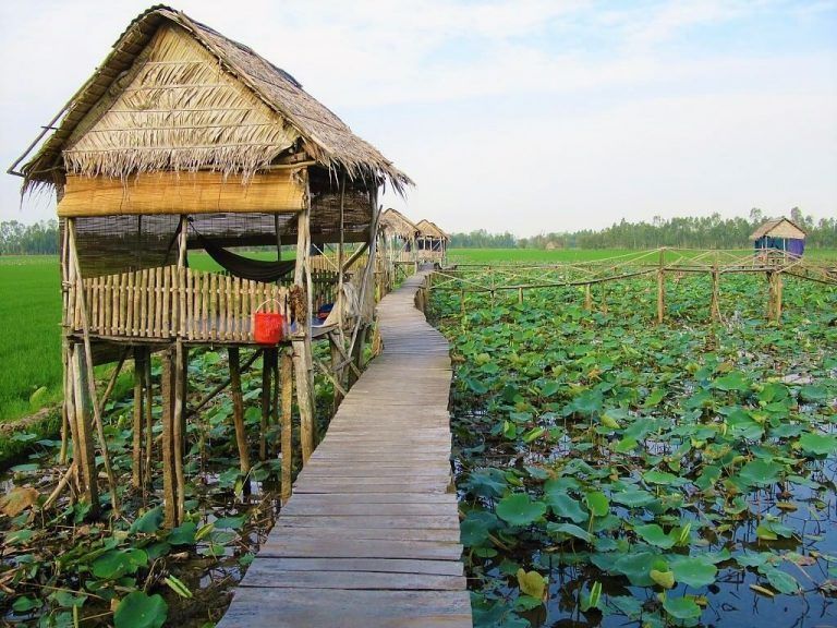 Tour Miền Tây - Khám phá con đường xuyên rừng tràm đẹp nhất Việt Nam