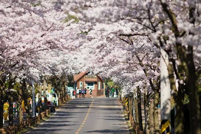 Du lịch Hàn Quốc mùa hoa Anh Đào từ Sài Gòn giá tốt
