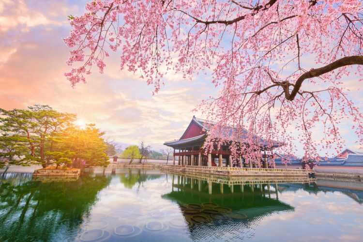 Du lịch Hàn Quốc mùa hoa Anh Đào từ Sài Gòn giá tốt