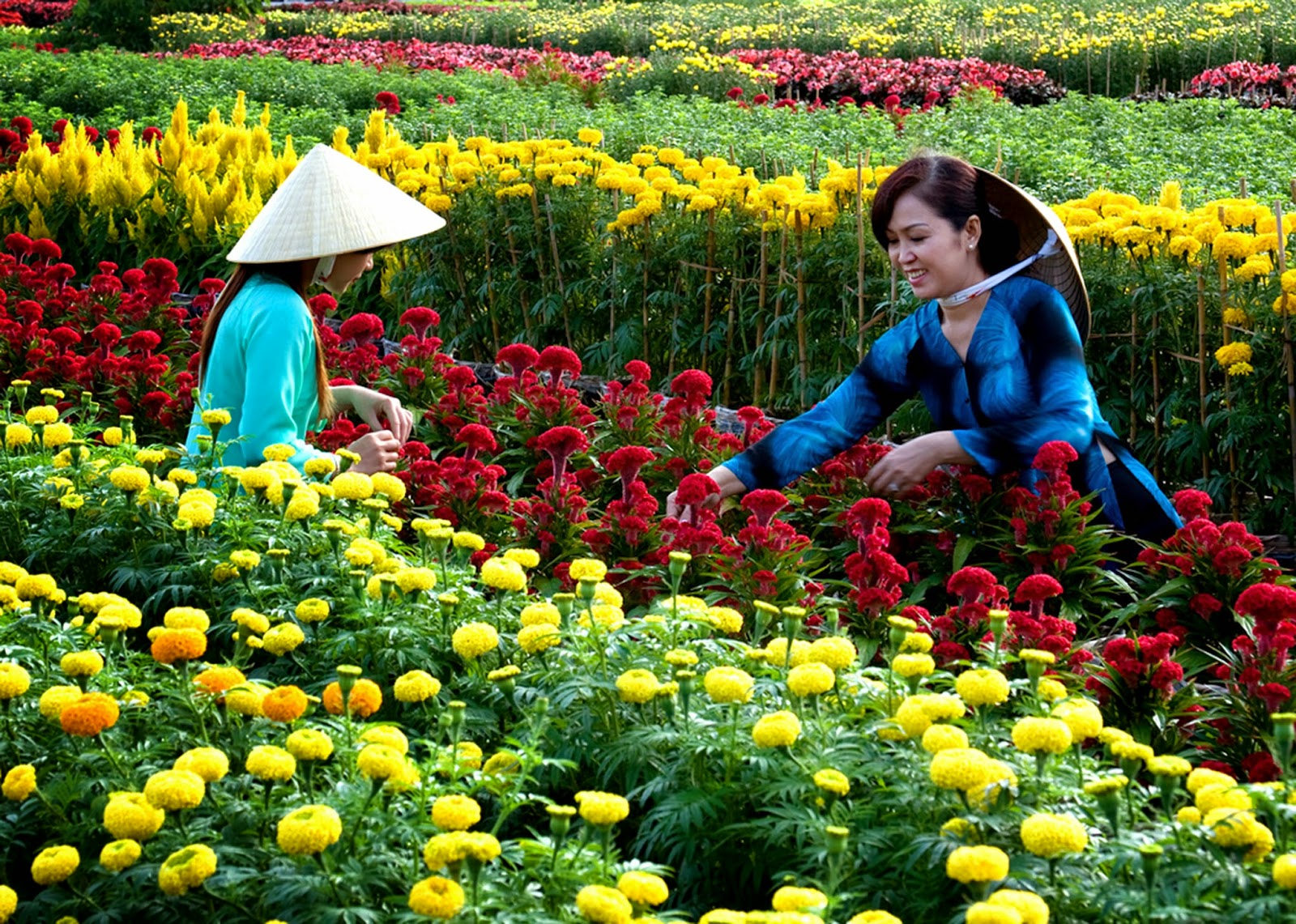Du lịch Đà Lạt tham quan trang trại rau và hoa mùa Thu 3 ngày từ Sài Gòn