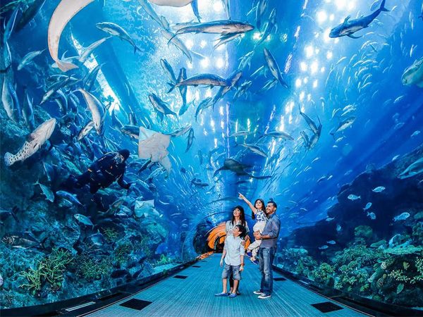 Vé tham quan Sea Life Bangkok Ocean World