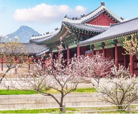 Du lịch Hàn Quốc mùa hoa Anh Đào 2020 từ Sài Gòn giá tốt